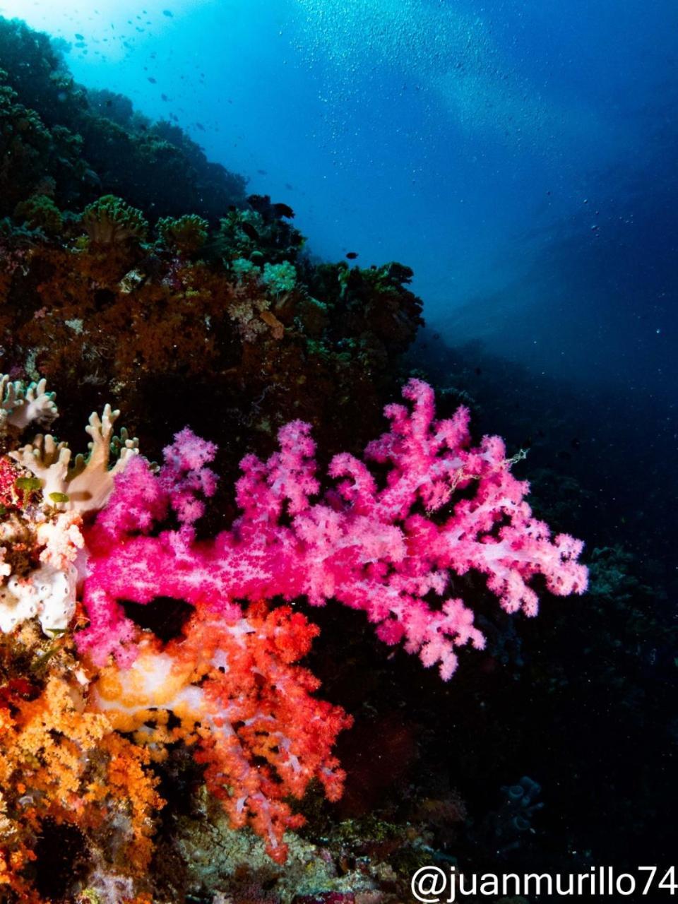 Marind Dive Eco Resort Waha Exteriör bild