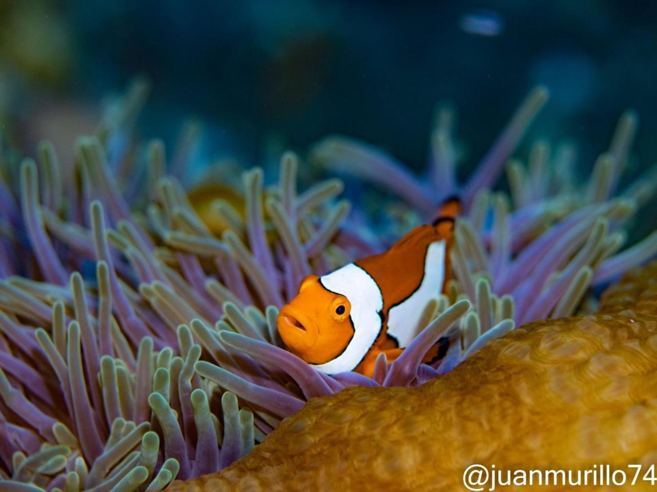 Marind Dive Eco Resort Waha Exteriör bild
